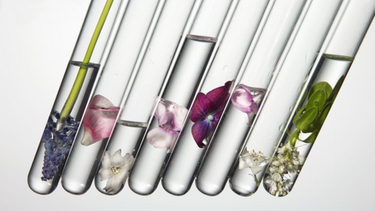 Harnessing the Power of Plant Extractions in Professional Skincare Formulations